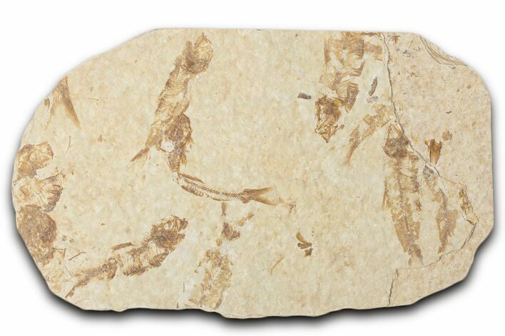 Fossil Fish (Knightia) Mortality Plate - Wyoming #339056